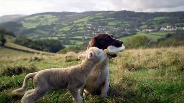 Kuzuya süt içiren çoban köpeği