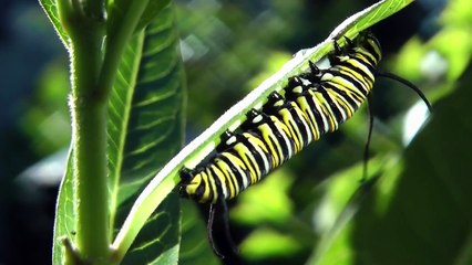 Bir 'kral kelebeği' kolay yetişmiyor