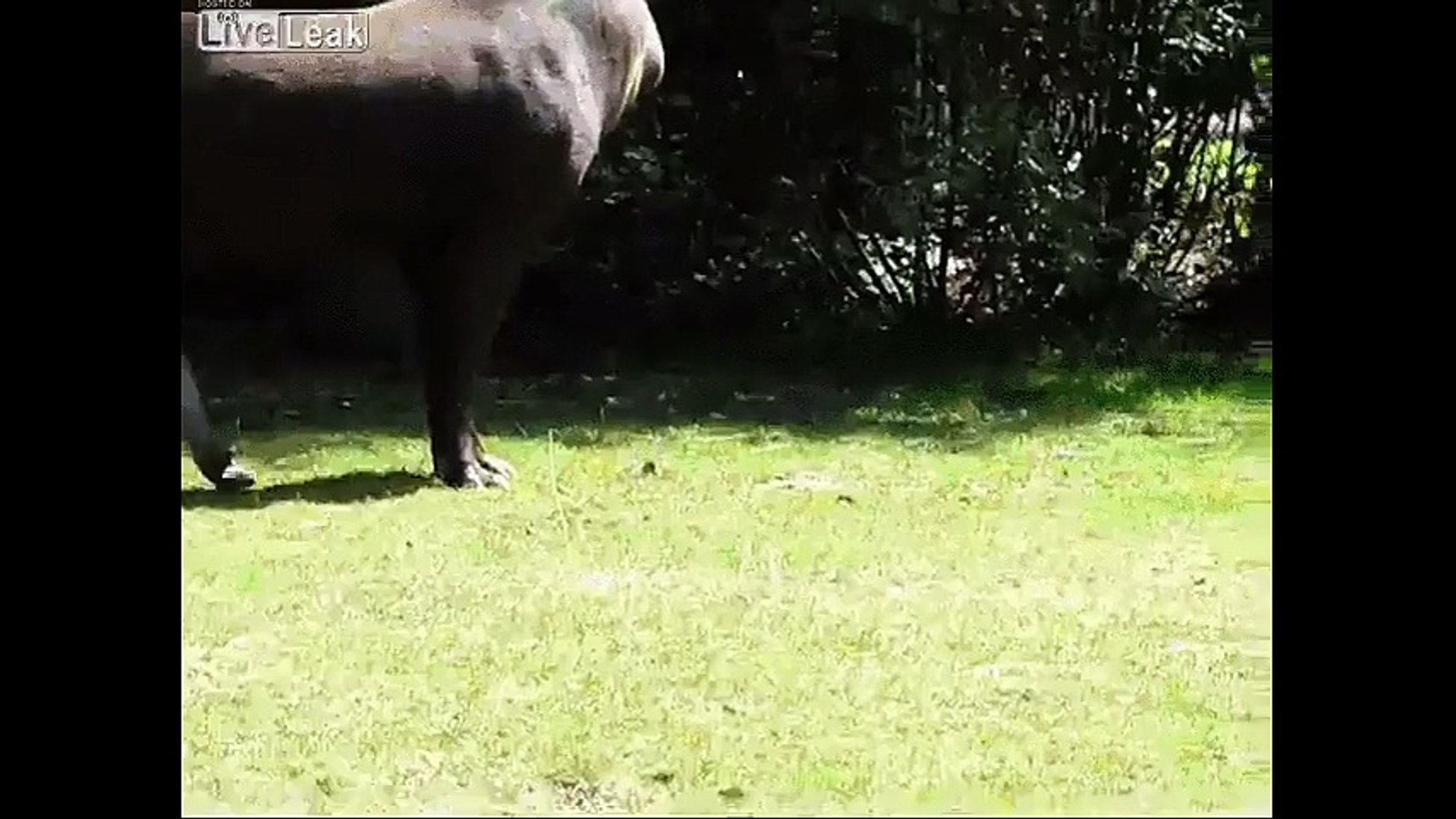 Tapirpenis