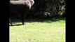 Kaşınmak için devasa penisini kullanan tapir!