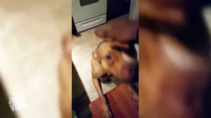 Sahibinin pantolonunu parçalayan köpekler nasıl tepki verdi?