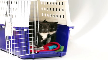 Kedi ve köpek yavruları bir araya getirilirse...