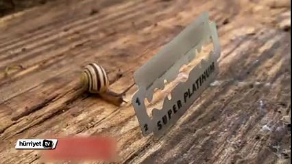 Bu salyangoz, jilete meydan okuyor