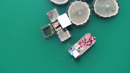 'Fırat'ın balıkları yurt dışına satılıyor - ŞANLIURFA