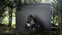 Goril Koko'dan yeni yıl mesajı: İnsanlar aptal, doğayı yok ediyor!