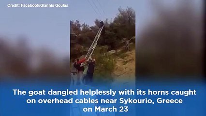 Telefon tellerinde asılı kalan keçi kurtarıldı