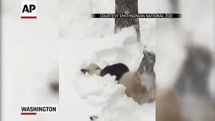 Kar altında kendinden geçen panda...