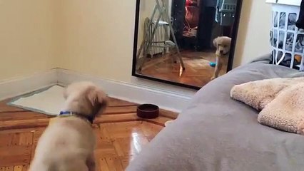 Aynadaki yansımasıyla arkadaş olmaya çalışan Golden Retriever yavrusu