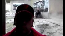 Hayvanat bahçesi ziyaretçilerine goril saldırısı