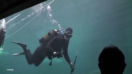 Akvaryuma giren dalgıç, köpekbalığının saldırısına uğradı