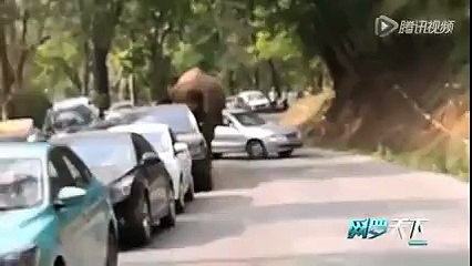 Çin&#39;de aşk acısı çeken bir fil ortalığı birbirine kattı