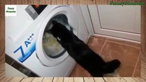 Funny Cats vs Washing Machines Compilation new [NEW HD]