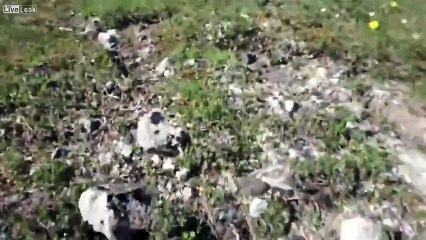 Karşısında ayı gören adamın çıkardığı garip sesler...