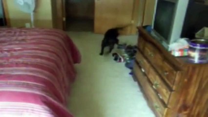 Banyo kelimesini duyduğu zaman yatağın altına saklanan köpek...