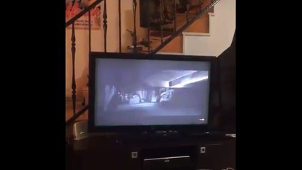 Korku filmi izlerken ödü kopan köpek
