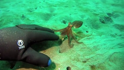 Un petit poulpe vient jouer avec ce plongeur... Adorable