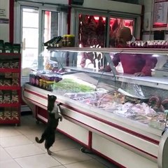 Un chat vient demander à manger au boucher du coin