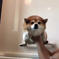 Un chien bouge ses pattes en musique