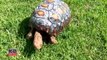 Yangında kabuğunu kaybeden kaplumbağa için 3D yazıcıyla yeni kabuk yaptılar