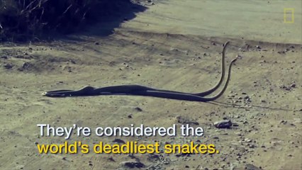 Kara mambalar çiftleşme kavgasında &#39;birbirlerine girdiler&#39;