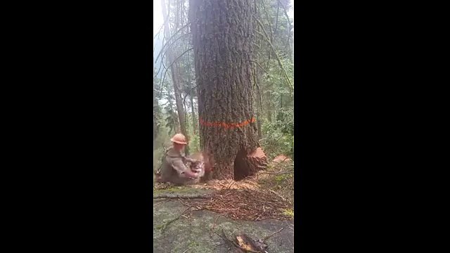 Oduncunun yanlış hesabı hayatına mal olacaktı