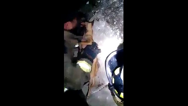 Köpeği kalp masajı ve suni teneffüsle hayata döndürdü!