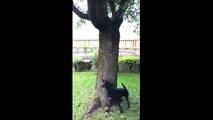 Ağaçtaki sincap ve onu yakalamak isteyen köpeğin ‘kovalamaca’ oyunu
