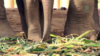 Hortumunu nasıl kullanacağını bilmeyen sevimli yavru fil