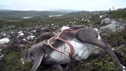 Norveç&#39;te yıldırım düşmesi sonucu 323 ren geyiği öldü