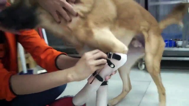 Protez bacaklarına kavuşan köpeğin mutluluğu...