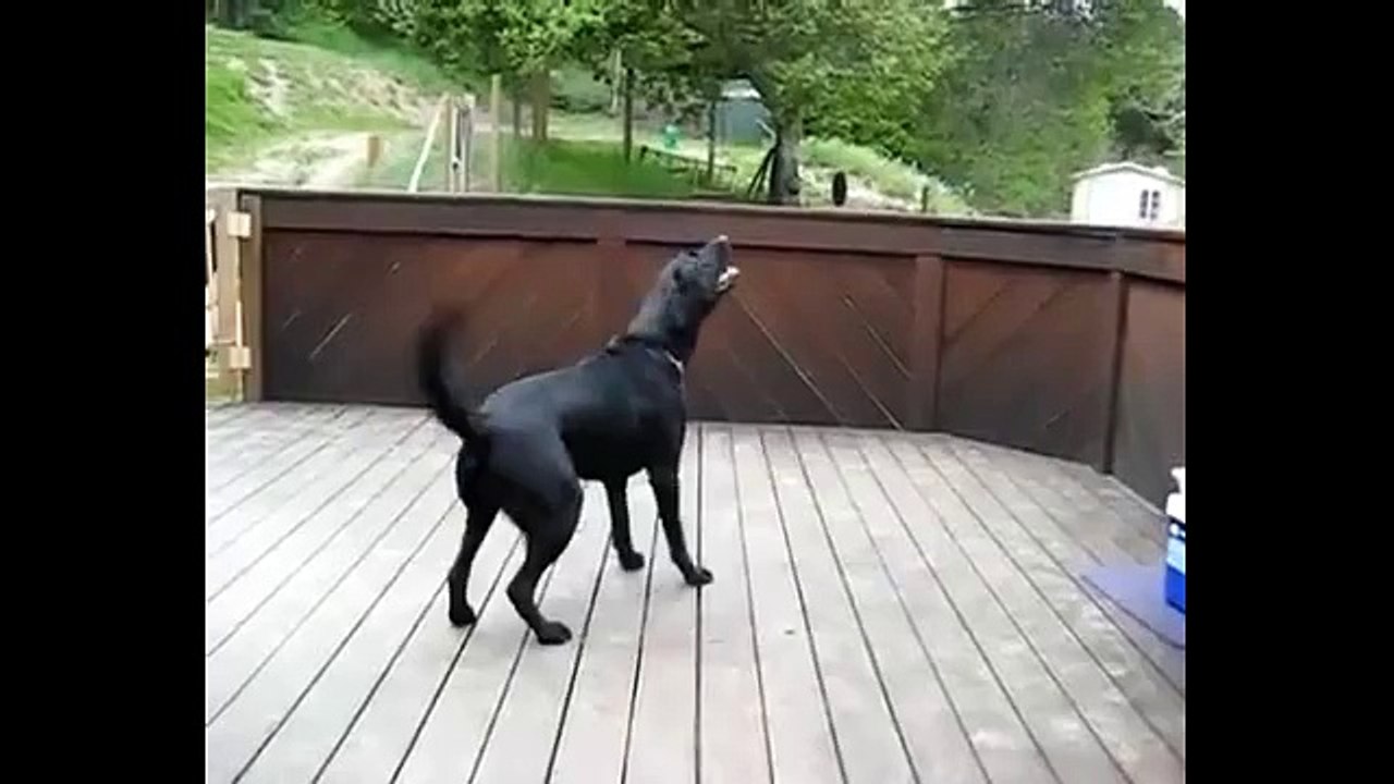 Tenis toplarını gören köpek şaşkına döndü