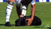 Argentina: el perrito que quiso jugar fútbol