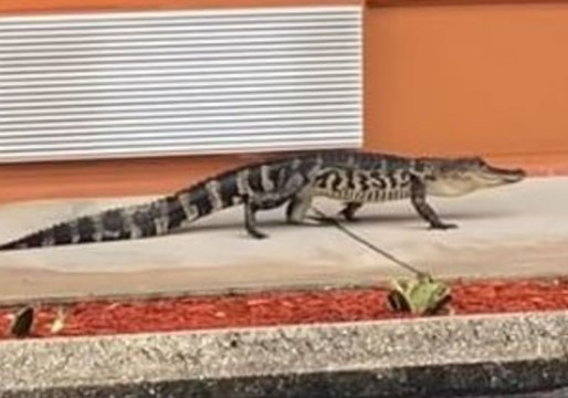 Gator Takes Sunday Stroll at Florida Motel
