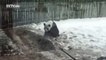 İlk kez kar gören pandadan takla şov