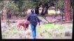 Köpeğini korumak için kanguruya yumruk attı!