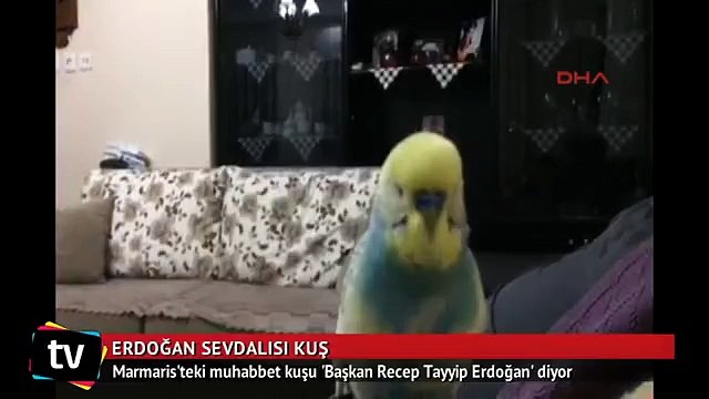 Erdoğana olan sevgimiz kuşa da yansıdı, 'Bismillah Bismillah, Recep Tayyip Başkan' diyor