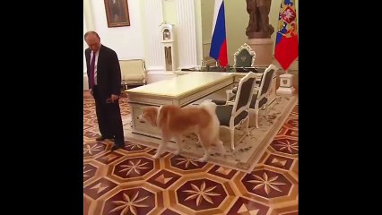 Putin&#39;in köpeği Yume&#39;nin protokol kurallarıyla imtihanı