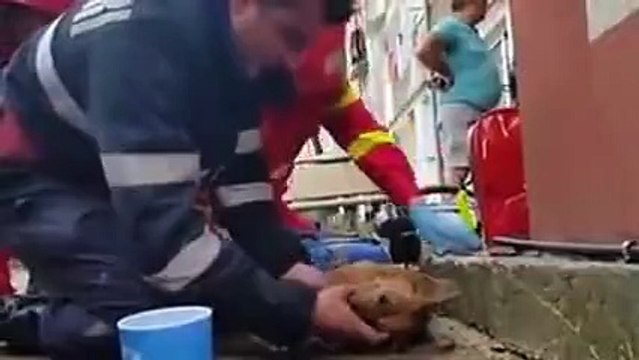 Romanya'da bir itfaiyeci, zehirlenen köpeğin hayatını suni teneffüs yaparak kurtardı
