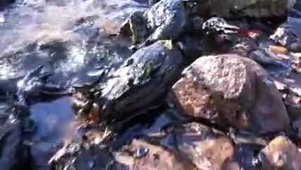 İzmit Körfezi&#39;nde kuşlar petrole bulandı!