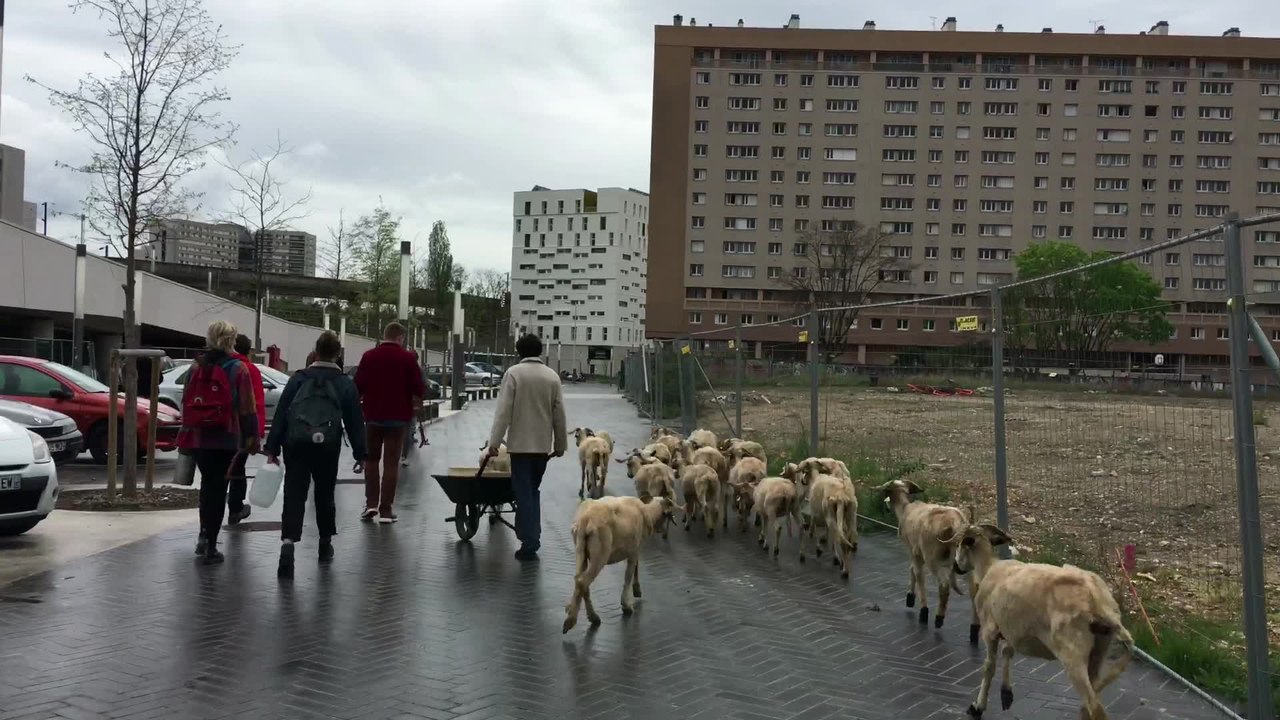 Nanterre : une ferme au pied des HLM  #INSIDE