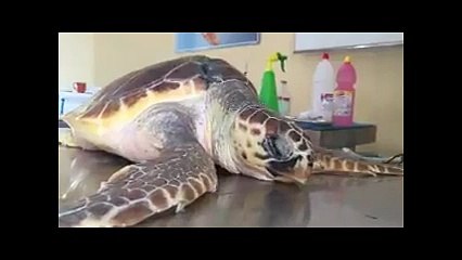 İnşaat demiriyle öldürülmek istenen Caretta iyileşti, adı &#39;Hayır&#39; oldu