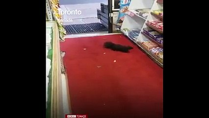 &#39;Hırsız sincaplar&#39; marketten 40&#39;tan fazla çikolata çaldı