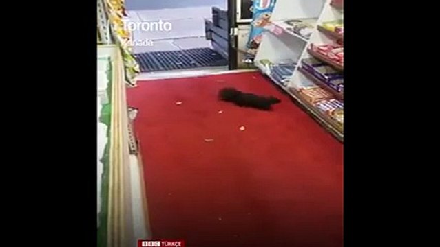 'Hırsız sincaplar' marketten 40'tan fazla çikolata çaldı