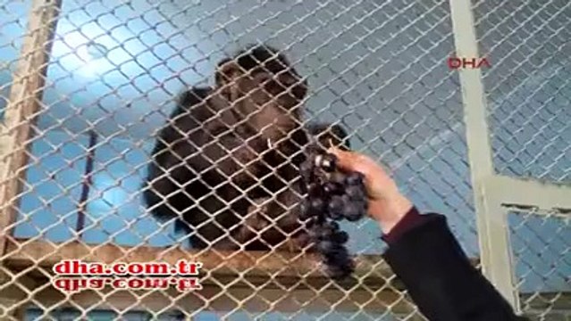 Turistleri ısırmasın diye tüm dişleri sökülen şempanze koruma altına alındı