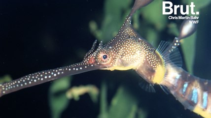 Le dragon de mer feuillu maîtrise l'art du camouflage