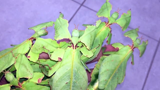 Des feuilles vivantes sur une main