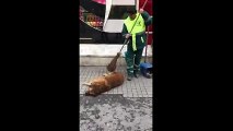 Sokak köpeğine masaj yapan temizlik işçisi izlenme rekoru kırıyor