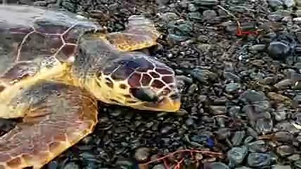 Kıyıya vuran Caretta caretta&#39;yı kurtarıp, tekrar denize bıraktılar