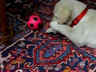 Einstein joue avec sa balle playing with his ball