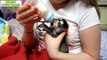 Really cute puppies - Puppy images cute baby puppy pictures and videos